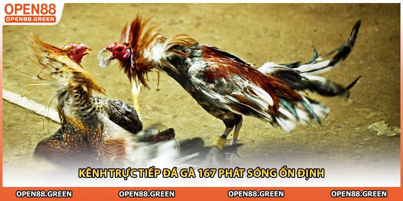 Kênh trực tiếp đá gà 167 phát sóng ổn định